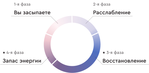 4 фазы сна